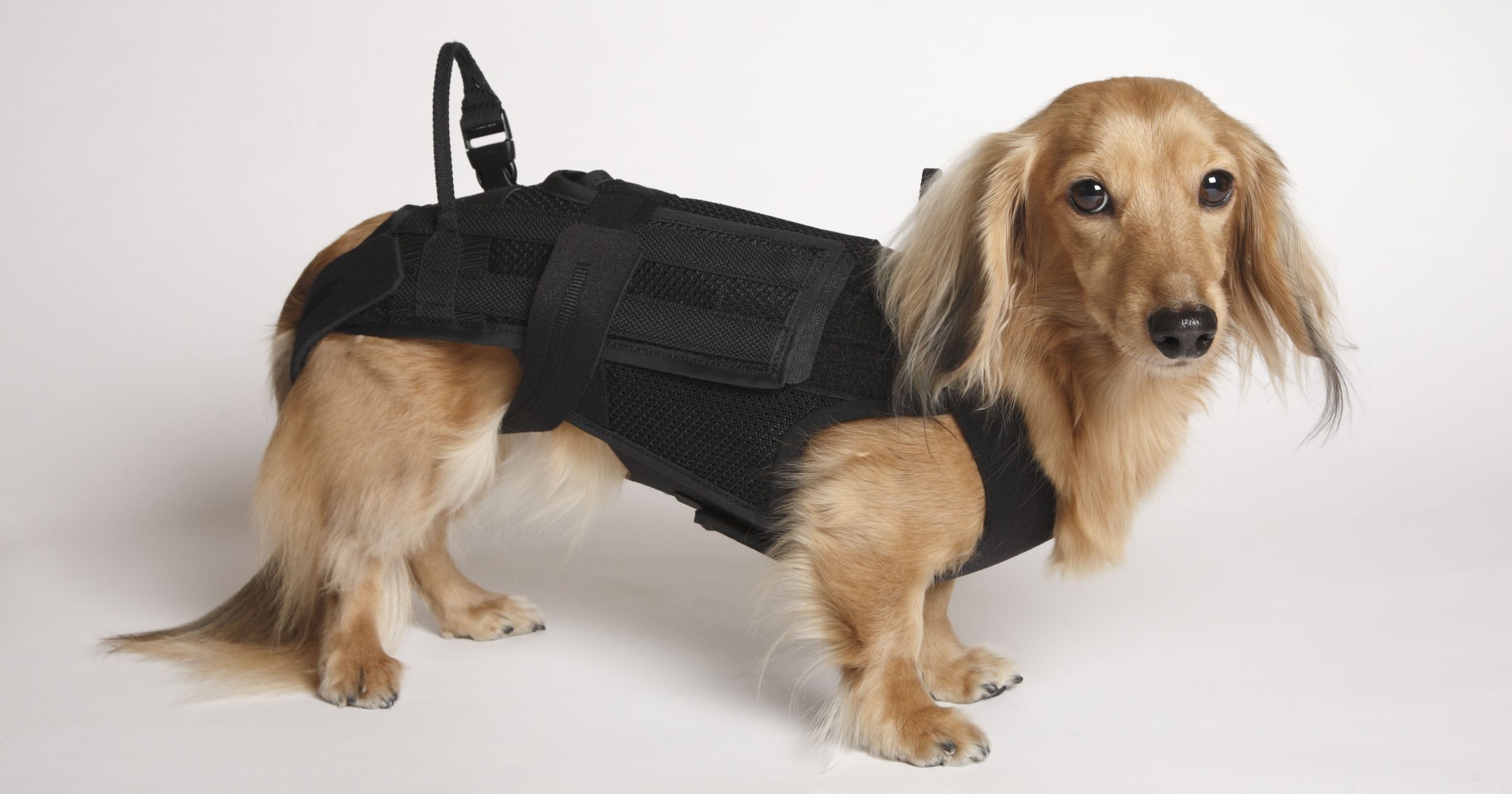 エスツーコルセット オーダーメイド 犬用コルセット ヘルニア ダックスフンド toyosogu_image01_eyecatch-1.jpg