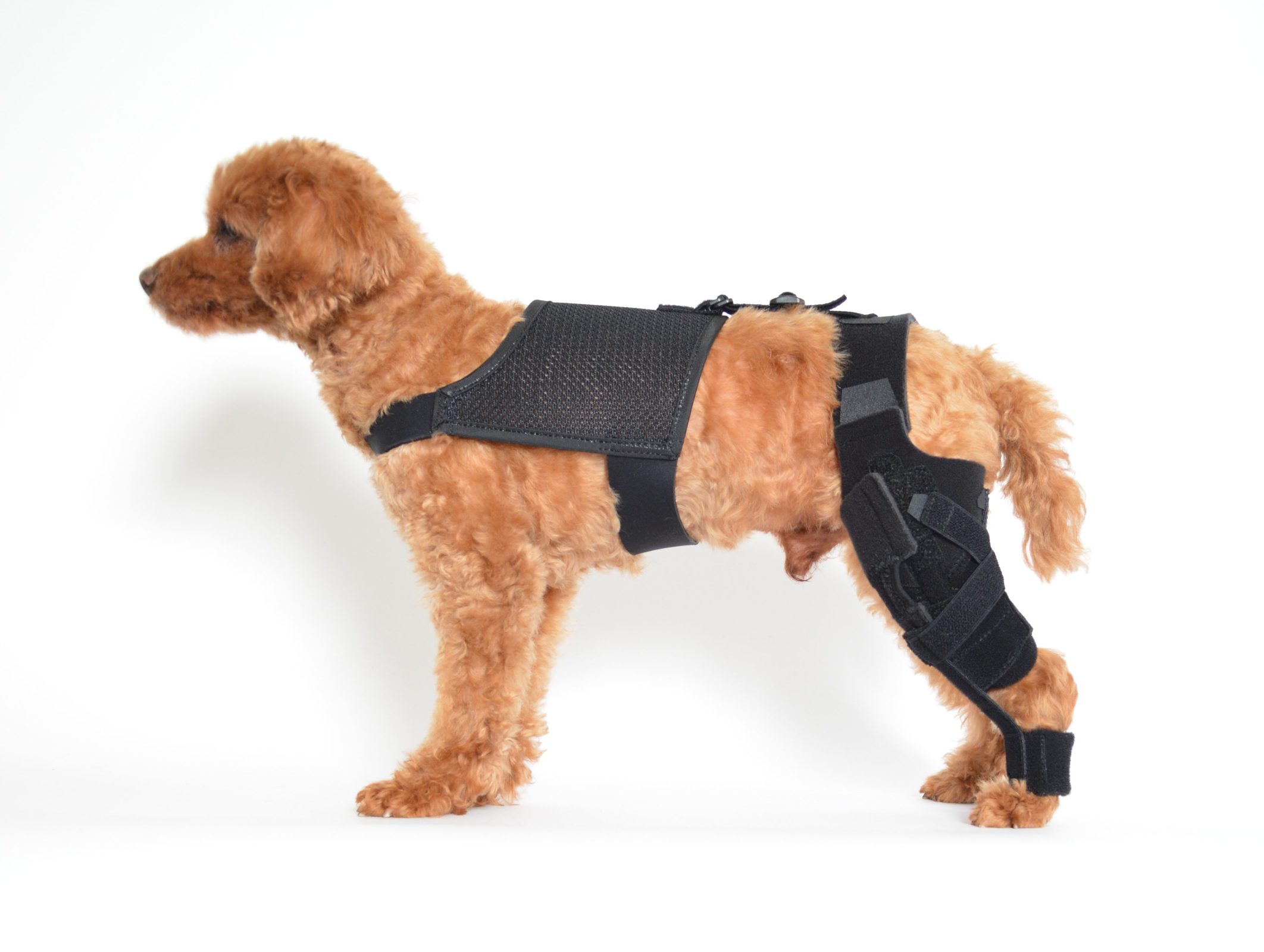 犬用膝装具（ギプス）サイズ7 318Pjet11UL.jpg_BO30,255,255,